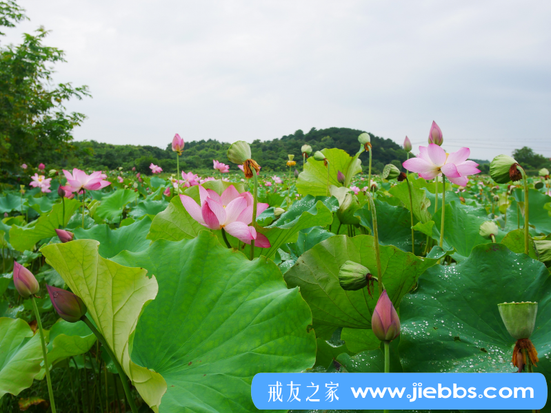 ”写给那些戒淫百日内破戒的人